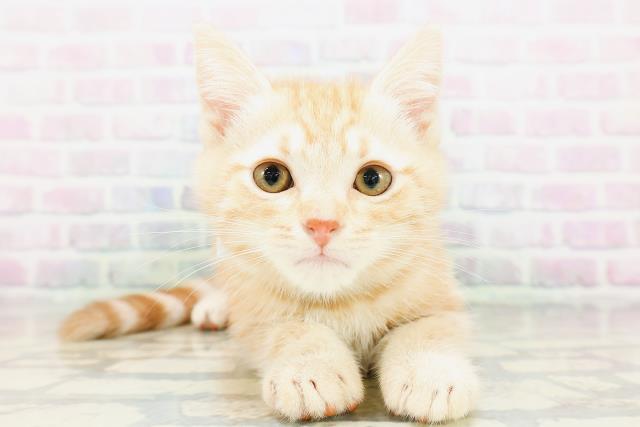 新潟県のアメリカンショートヘアー (Coo&RIKU上越店/2026年4月23日生まれ/男の子/レッドタビー)の子猫の1枚目の画像