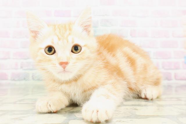 新潟県のアメリカンショートヘアー (Coo&RIKU上越店/2026年4月23日生まれ/男の子/レッドタビー)の子猫の2枚目の画像