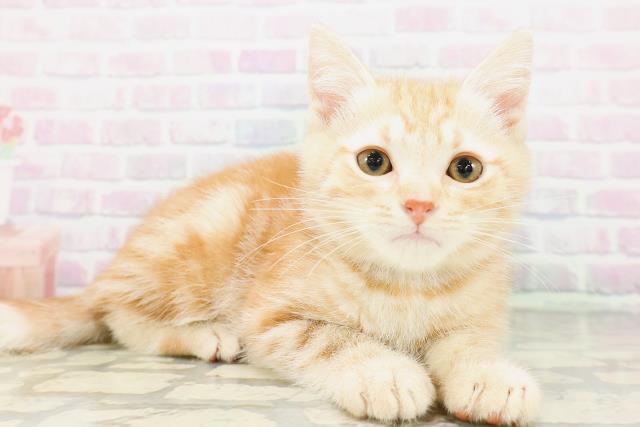 新潟県のアメリカンショートヘアー (Coo&RIKU上越店/2026年4月23日生まれ/男の子/レッドタビー)の子猫の3枚目の画像