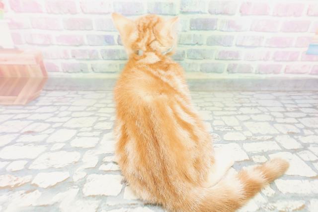 新潟県のアメリカンショートヘアー (Coo&RIKU上越店/2026年4月23日生まれ/男の子/レッドタビー)の子猫の4枚目の画像