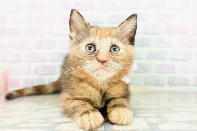 兵庫県のアメリカンショートヘアー (Coo&RIKU三木店/2026年4月23日生まれ/女の子/トーティー)の子猫の1枚目の画像