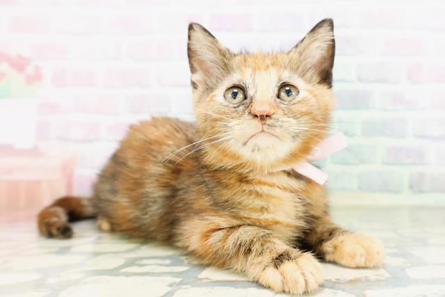 兵庫県のアメリカンショートヘアー (Coo&RIKU三木店/2026年4月23日生まれ/女の子/トーティー)の子猫の3枚目の画像