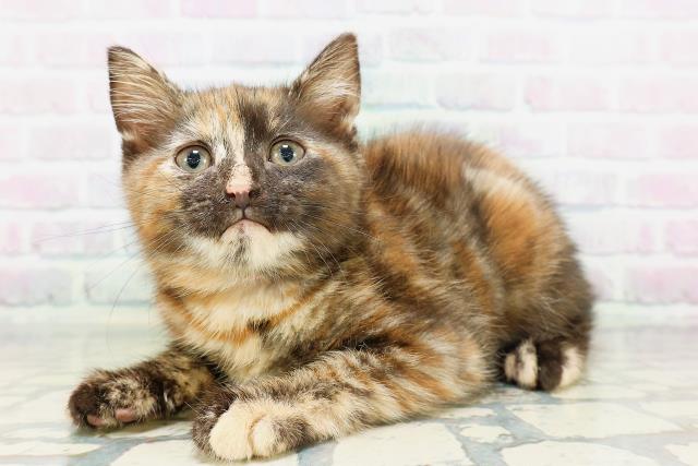 兵庫県のアメリカンショートヘアー (Coo&RIKU姫路店/2026年4月23日生まれ/女の子/トーティー)の子猫の2枚目の画像