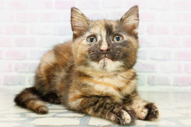兵庫県のアメリカンショートヘアー (Coo&RIKU姫路店/2026年4月23日生まれ/女の子/トーティー)の子猫の3枚目の画像