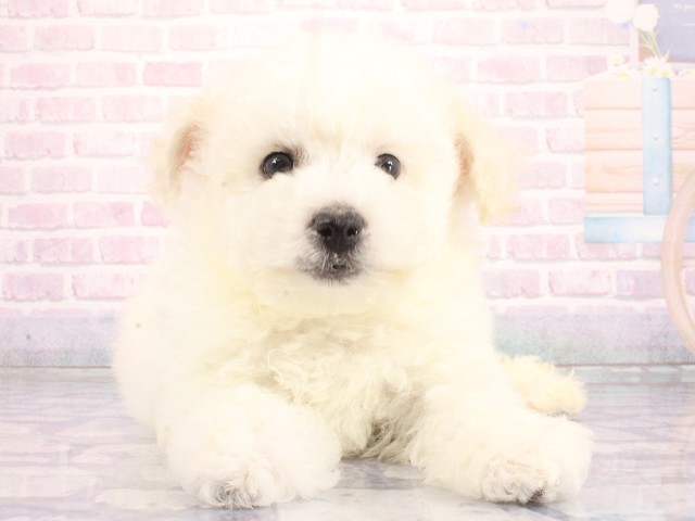 兵庫県のビションフリーゼ (Coo&RIKU三木店/2026年5月1日生まれ/男の子/ホワイト)の子犬の1枚目の画像