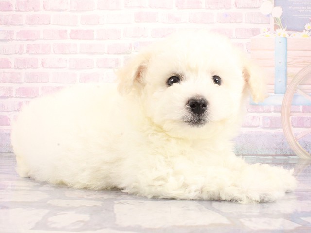 兵庫県のビションフリーゼ (Coo&RIKU三木店/2026年5月1日生まれ/男の子/ホワイト)の子犬の2枚目の画像
