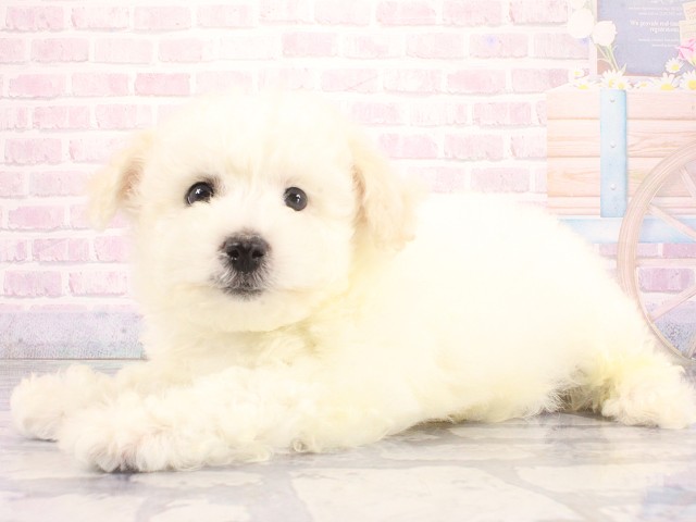 兵庫県のビションフリーゼ (Coo&RIKU三木店/2026年5月1日生まれ/男の子/ホワイト)の子犬の3枚目の画像