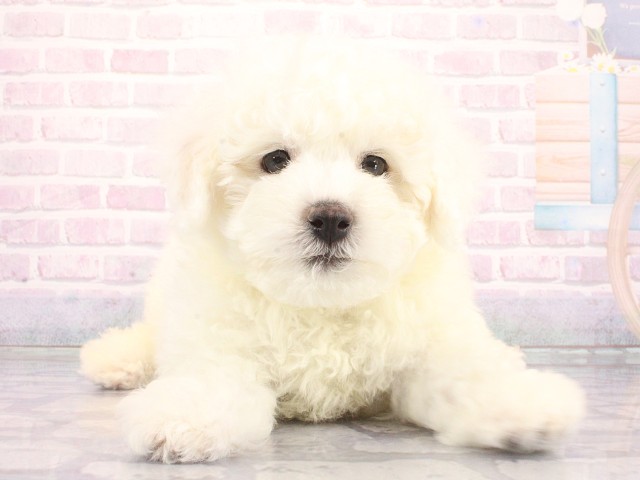兵庫県のビションフリーゼ (Coo&RIKU明石店/2026年5月1日生まれ/男の子/ホワイト)の子犬の1枚目の画像