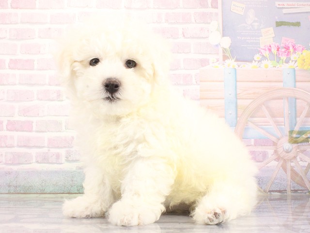 兵庫県のビションフリーゼ (Coo&RIKU明石店/2026年5月1日生まれ/男の子/ホワイト)の子犬の2枚目の画像