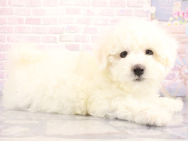 兵庫県のビションフリーゼ (Coo&RIKU明石店/2026年5月1日生まれ/男の子/ホワイト)の子犬の3枚目の画像