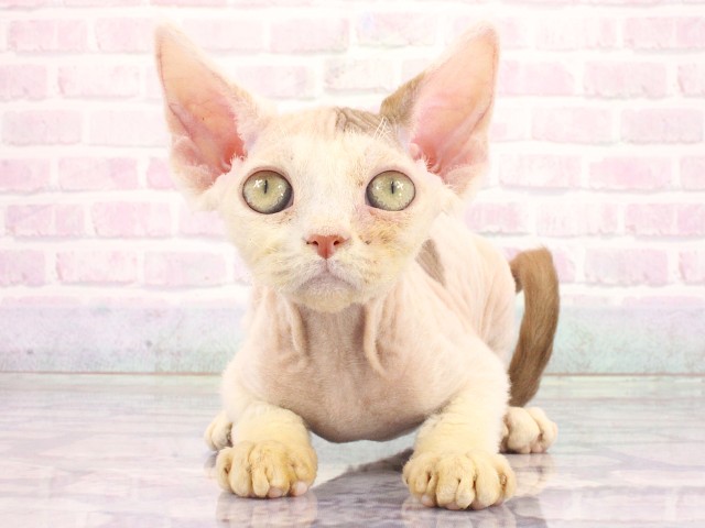 大阪府のデボンレックス (Coo&RIKU梅田店/2026年4月28日生まれ/女の子/ブルータビーホワイト)の子猫の1枚目の画像