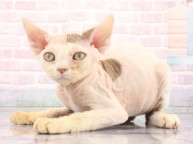 大阪府のデボンレックス (Coo&RIKU梅田店/2026年4月28日生まれ/女の子/ブルータビーホワイト)の子猫の3枚目の画像