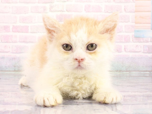 京都府のミヌエット (Coo&RIKU京都店/2026年4月29日生まれ/女の子/クリームホワイト)の子猫の1枚目の画像