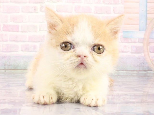 大阪府のミヌエット (Coo&RIKU和泉店/2026年4月29日生まれ/男の子/クリームホワイト)の子猫の1枚目の画像