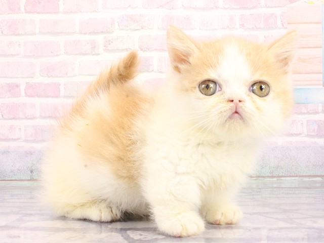 大阪府のミヌエット (Coo&RIKU和泉店/2026年4月29日生まれ/男の子/クリームホワイト)の子猫の2枚目の画像