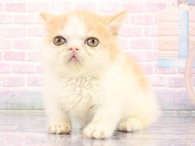 大阪府のミヌエット (Coo&RIKU和泉店/2026年4月29日生まれ/男の子/クリームホワイト)の子猫の3枚目の画像