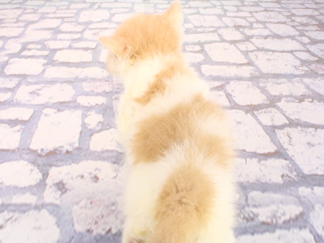 大阪府のミヌエット (Coo&RIKU和泉店/2026年4月29日生まれ/男の子/クリームホワイト)の子猫の4枚目の画像