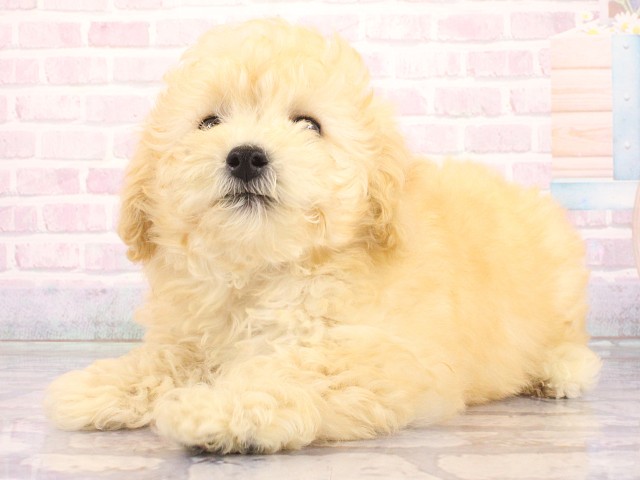 大阪府のビションプー(ビションフリーゼ×プードル) (Coo&RIKU和泉店/2026年4月24日生まれ/男の子/クリーム)の子犬の3枚目の画像