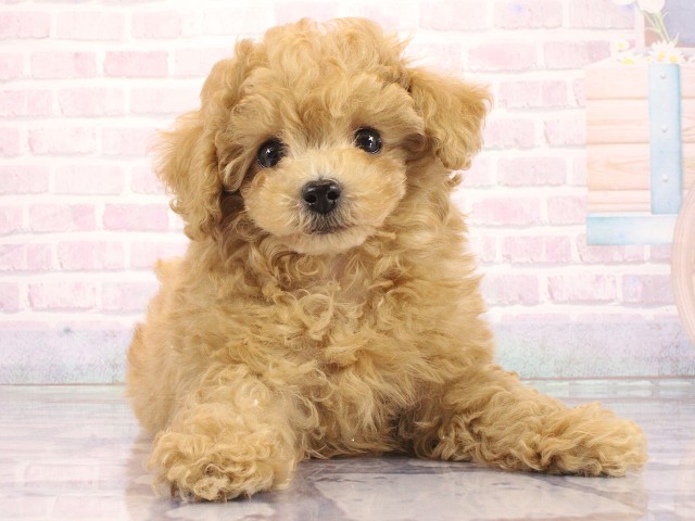 兵庫県のトイプードル(トイ) (Coo&RIKU姫路店/2026年5月2日生まれ/男の子/オレンジフォーン)の子犬の1枚目の画像