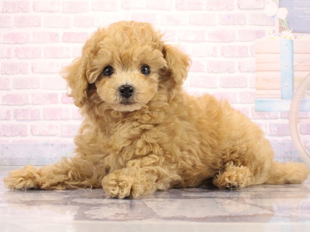 兵庫県のトイプードル(トイ) (Coo&RIKU姫路店/2026年5月2日生まれ/男の子/オレンジフォーン)の子犬の2枚目の画像