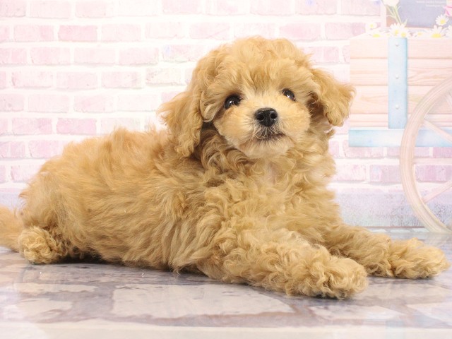兵庫県のトイプードル(トイ) (Coo&RIKU姫路店/2026年5月2日生まれ/男の子/オレンジフォーン)の子犬の3枚目の画像