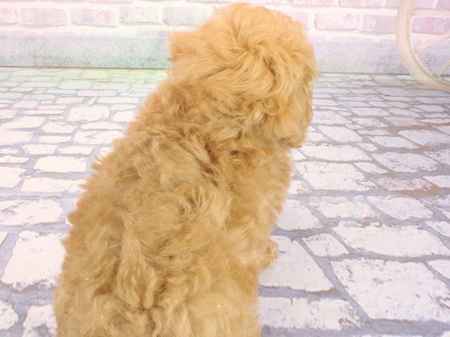兵庫県のトイプードル(トイ) (Coo&RIKU姫路店/2026年5月2日生まれ/男の子/オレンジフォーン)の子犬の4枚目の画像