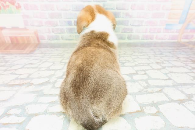 山口県のウェルシュコーギーペンブローク (Coo&RIKUサンパークあじす店/2026年5月3日生まれ/男の子/セーブルホワイト)の子犬の4枚目の画像