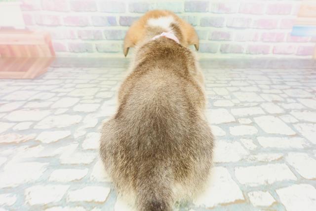 東京都のウェルシュコーギーペンブローク (Coo&RIKU足立本店/2026年5月3日生まれ/女の子/セーブルホワイト)の子犬の4枚目の画像