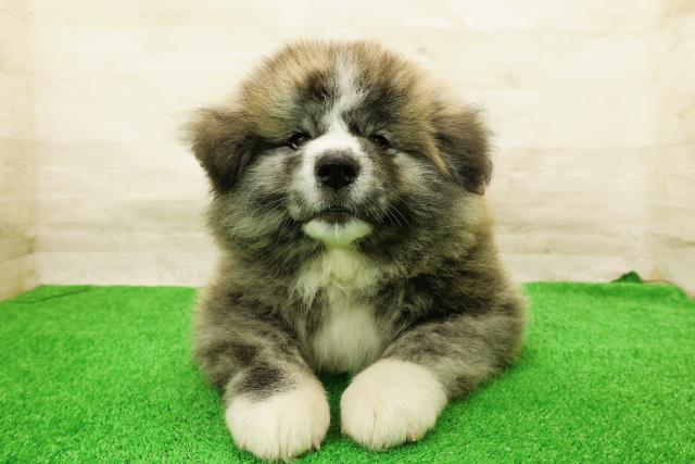 北海道の秋田犬 (Coo&RIKU岩見沢店/2026年5月4日生まれ/男の子/虎)の子犬の1枚目の画像