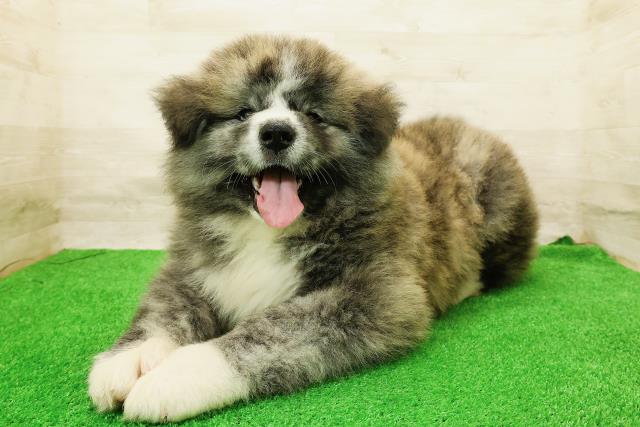 北海道の秋田犬 (Coo&RIKU岩見沢店/2026年5月4日生まれ/男の子/虎)の子犬の2枚目の画像