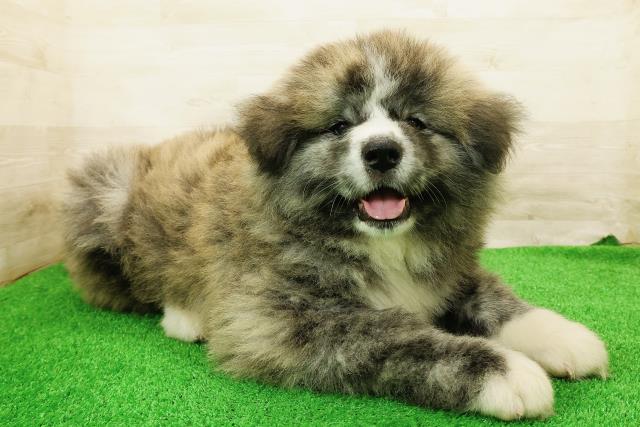 北海道の秋田犬 (Coo&RIKU岩見沢店/2026年5月4日生まれ/男の子/虎)の子犬の3枚目の画像