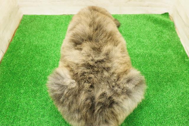 北海道の秋田犬 (Coo&RIKU岩見沢店/2026年5月4日生まれ/男の子/虎)の子犬の4枚目の画像