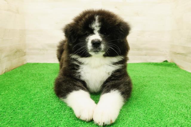 宮城県の秋田犬 (Coo&RIKU仙台太白店/2026年5月4日生まれ/女の子/虎)の子犬の1枚目の画像