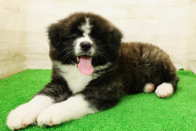 宮城県の秋田犬 (Coo&RIKU仙台太白店/2026年5月4日生まれ/女の子/虎)の子犬の2枚目の画像