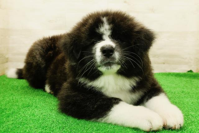 宮城県の秋田犬 (Coo&RIKU仙台太白店/2026年5月4日生まれ/女の子/虎)の子犬の3枚目の画像