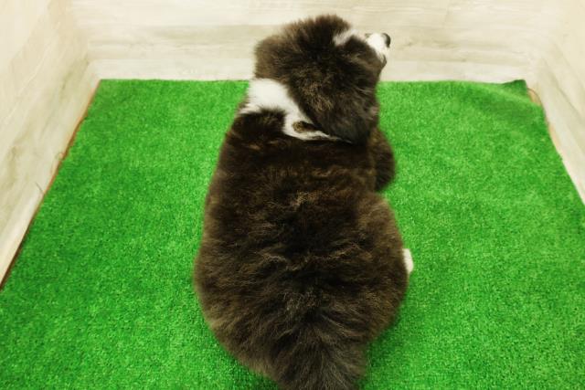 宮城県の秋田犬 (Coo&RIKU仙台太白店/2026年5月4日生まれ/女の子/虎)の子犬の4枚目の画像