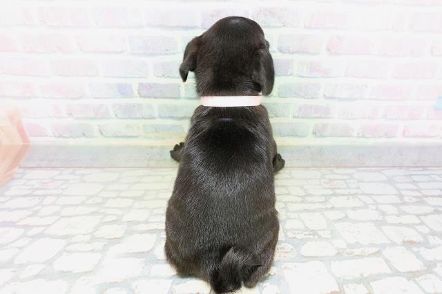 神奈川県のパグ (Coo&RIKU平塚店/2026年5月1日生まれ/女の子/ブラック)の子犬の4枚目の画像