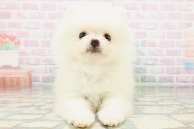 北海道のポメラニアン (Coo&RIKU北見店/2026年5月4日生まれ/男の子/クリーム)の子犬の1枚目の画像