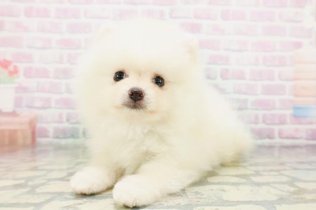 北海道のポメラニアン (Coo&RIKU北見店/2026年5月4日生まれ/男の子/クリーム)の子犬の2枚目の画像