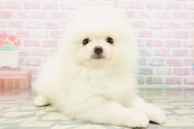北海道のポメラニアン (Coo&RIKU北見店/2026年5月4日生まれ/男の子/クリーム)の子犬の3枚目の画像