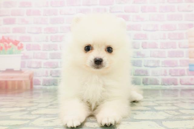 北海道のポメラニアン (Coo&RIKU函館店/2026年5月4日生まれ/女の子/クリーム)の子犬の1枚目の画像