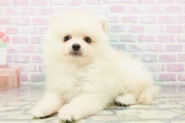 北海道のポメラニアン (Coo&RIKU函館店/2026年5月4日生まれ/女の子/クリーム)の子犬の2枚目の画像
