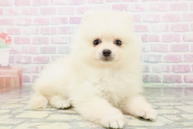 北海道のポメラニアン (Coo&RIKU函館店/2026年5月4日生まれ/女の子/クリーム)の子犬の3枚目の画像