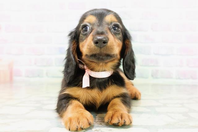 福島県のカニンヘンダックスフンド(ロング) (Coo&RIKUいわき店/2026年5月5日生まれ/女の子/ブラックタン)の子犬の1枚目の画像