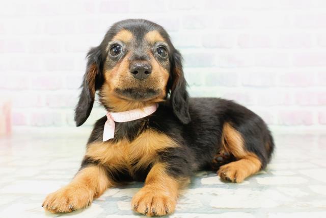 福島県のカニンヘンダックスフンド(ロング) (Coo&RIKUいわき店/2026年5月5日生まれ/女の子/ブラックタン)の子犬の2枚目の画像