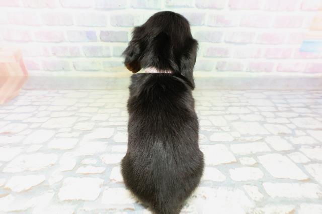 福島県のカニンヘンダックスフンド(ロング) (Coo&RIKUいわき店/2026年5月5日生まれ/女の子/ブラックタン)の子犬の4枚目の画像