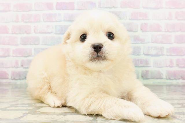 山形県のペキプー(ペキニーズ×プードル) (Coo&RIKUイオンタウン酒田店/2026年5月4日生まれ/男の子/クリーム)の子犬の3枚目の画像