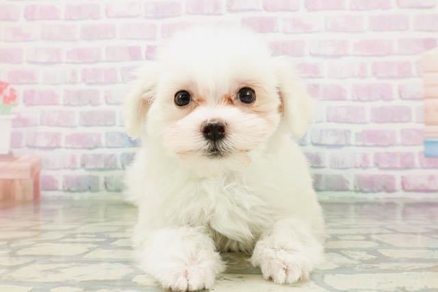 長野県のマルチーズ (Coo&RIKU綿半中野店/2026年4月30日生まれ/男の子/ホワイト)の子犬の1枚目の画像