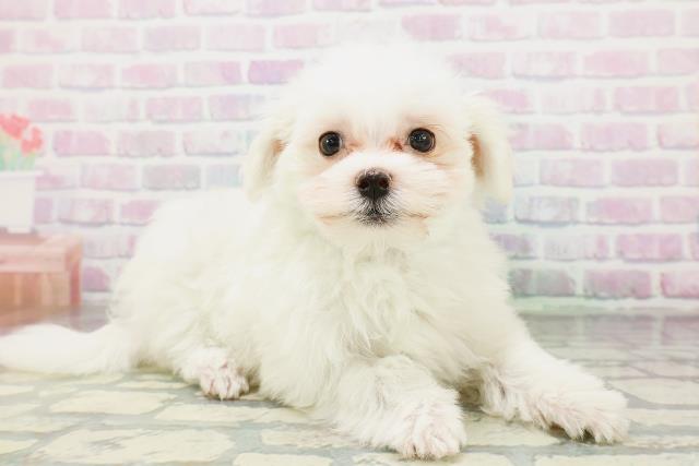 長野県のマルチーズ (Coo&RIKU綿半中野店/2026年4月30日生まれ/男の子/ホワイト)の子犬の3枚目の画像