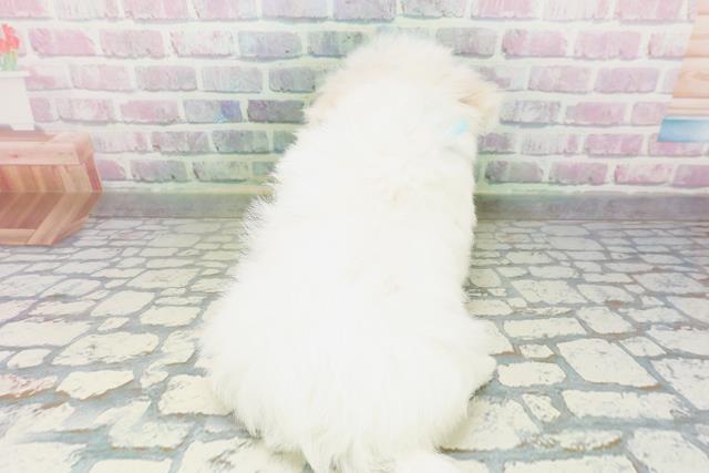 長野県のマルチーズ (Coo&RIKU綿半中野店/2026年4月30日生まれ/男の子/ホワイト)の子犬の4枚目の画像